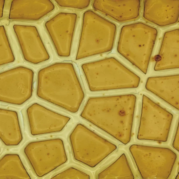 ecobdlab-textura-1