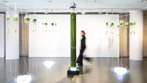 Ecomaterialidades artísticas interespecies desde un enfoque biocéntrico